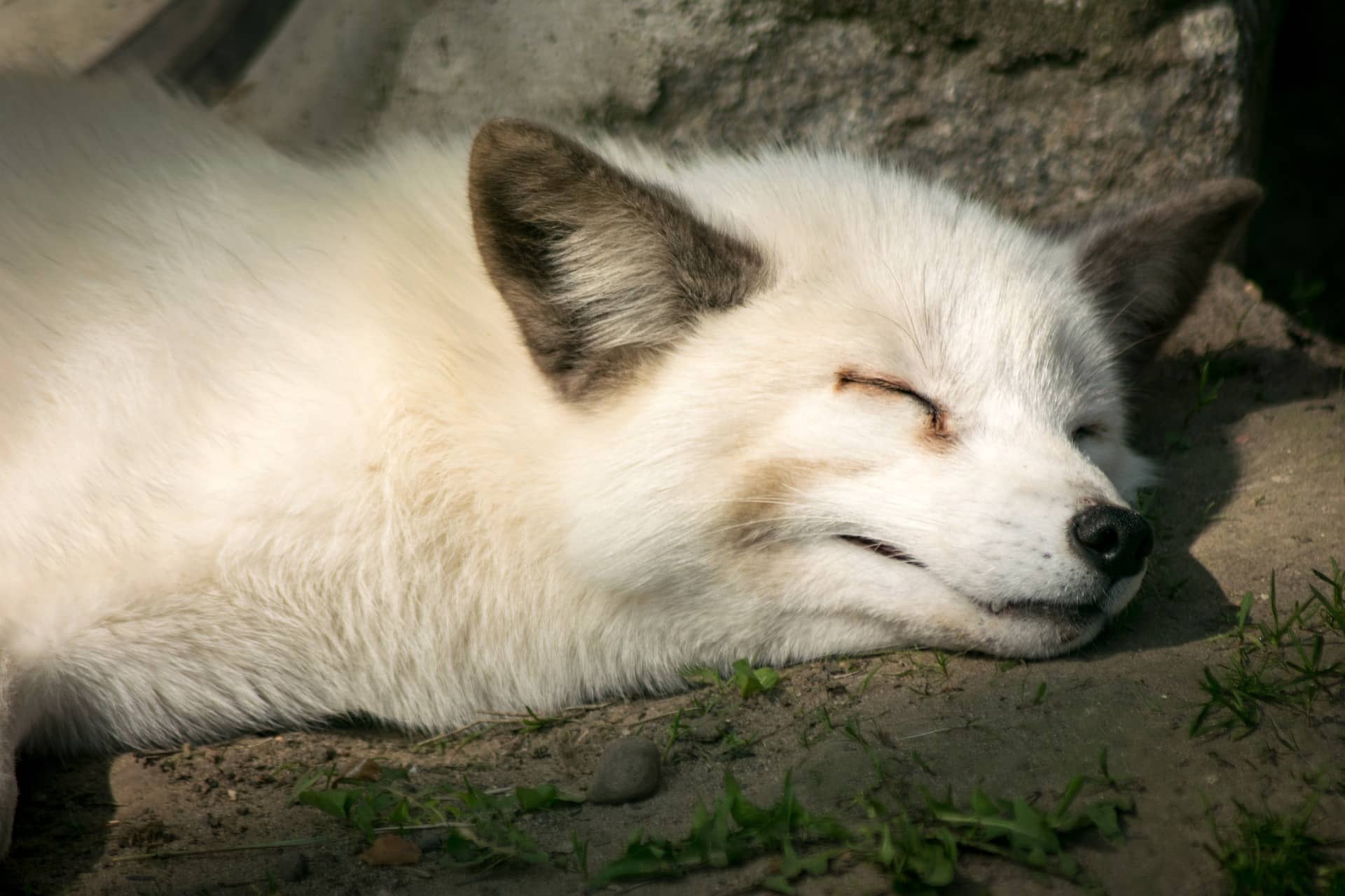 Wissen: Warum halten Tiere Winterschlaf? - Gebärdenwelt.TV